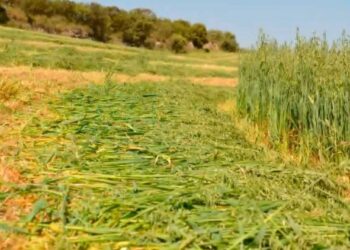 Contentos los agricultores porque llueve en la región 2”