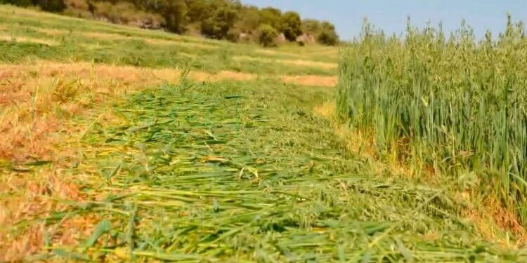 Contentos los agricultores porque llueve en la región 2”