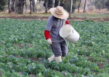 Si no llegan apoyos al campo la gente seguirá abandonándolo: Delio Galindo Briones