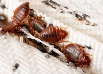 No es solo París, plaga de chinches llega al norte de España