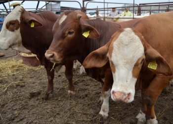 Blindan Coahuila para que no se intente exportar ganado de Nuevo León