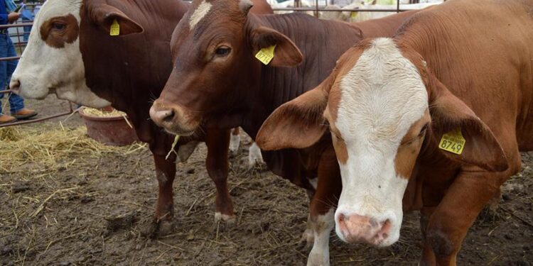 Blindan Coahuila para que no se intente exportar ganado de Nuevo León