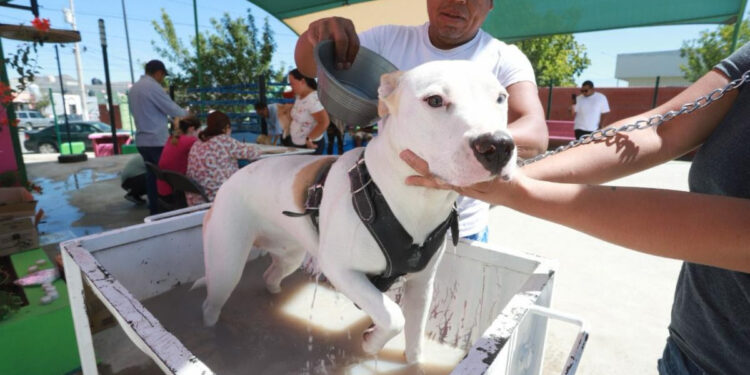 Refuerza Saltillo campaña contra garrapata; invitan a desparasitar mascotas