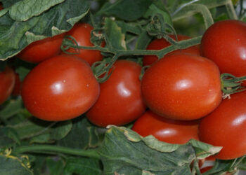 Desarrolla Agricultura paquete tecnológico para producir jitomate orgánico a pequeña escala