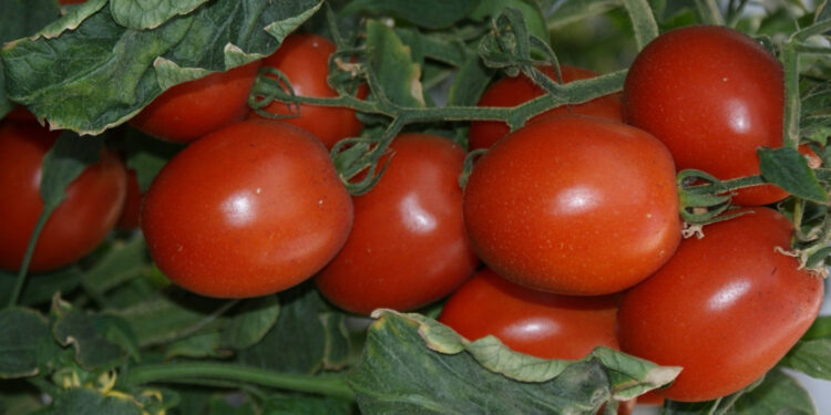 Desarrolla Agricultura paquete tecnológico para producir jitomate orgánico a pequeña escala