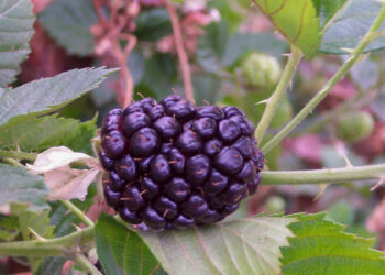 El INIFAP desarrolla tecnología para producir zarzamora con alta calidad genética (video)