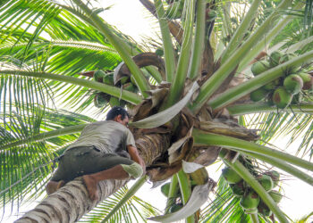 México, referente en mejoramiento genético de palma de coco: Agricultura
