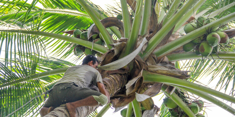 México, referente en mejoramiento genético de palma de coco: Agricultura