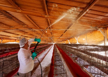 Continúa operativo contra influenza aviar AH5 de alta patogenicidad en Cajeme, Sonora