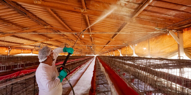 Continúa operativo contra influenza aviar AH5 de alta patogenicidad en Cajeme, Sonora