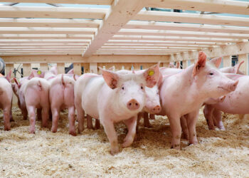 Fortalece Agricultura calidad de la porcicultura nacional