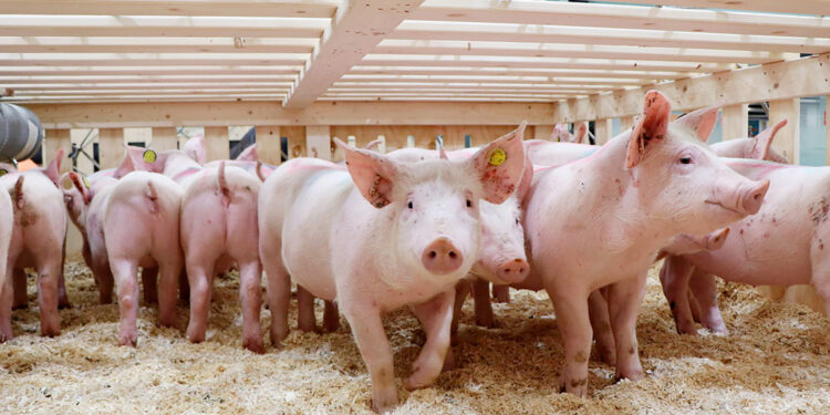 Fortalece Agricultura calidad de la porcicultura nacional