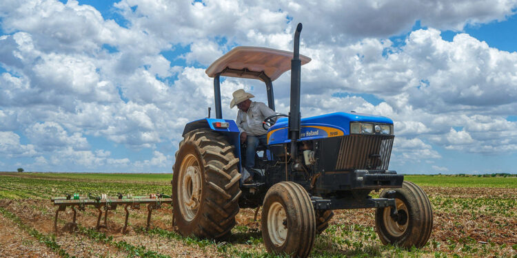 Anuncia Agricultura incremento del precio de garantía del frijol