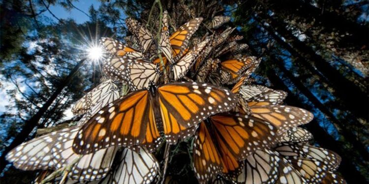 En 2018 más de 196 mil 560 Mariposas Monarca murieron atropelladas en su paso por Coahuila y Nuevo León