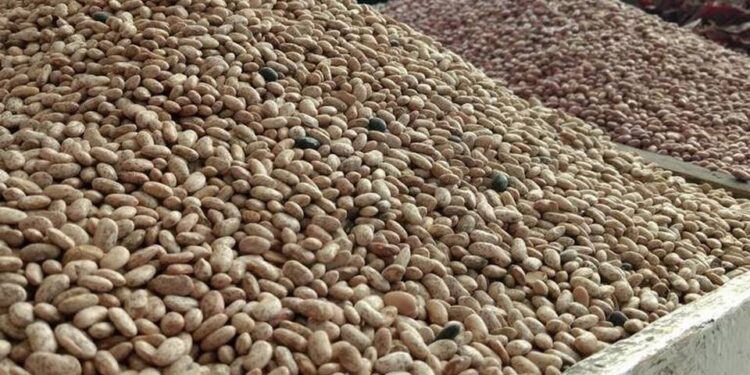 Frijol aumentará de precio; producción caería hasta un 50% por sequía