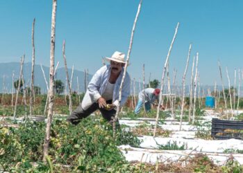 IMPIDE FALTA DE DESARROLLO CIENTÍFICO CUMPLIR DEMANDAS DE LA REVOLUCIÓN EN EL CAMPO: UMFFAAC