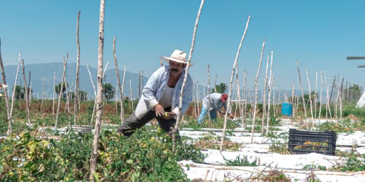 IMPIDE FALTA DE DESARROLLO CIENTÍFICO CUMPLIR DEMANDAS DE LA REVOLUCIÓN EN EL CAMPO: UMFFAAC