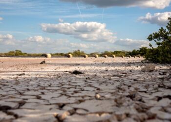 SE EXTIENDE EL FANTASMA DEL HAMBRE EN EL CAMPO Y NO POR EL DÍA DE MUERTOS