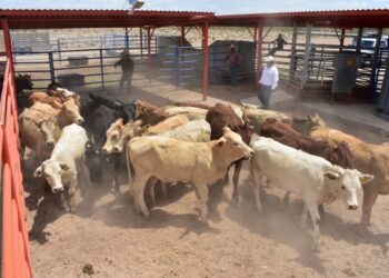 Abel Ayala Flores el dirigente de los ganaderos de Coahuila que llegó para transformar