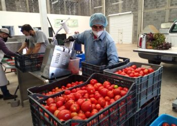 Tecnología termosolar que reduce pérdidas y desperdicio de productos hortícolas