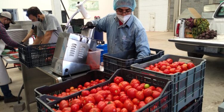 Tecnología termosolar que reduce pérdidas y desperdicio de productos hortícolas