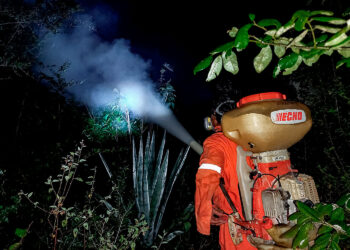 Controla Agricultura más de 30 brotes de langosta centroamericana en Yucatán