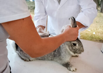 Armonizan México y Cuba protocolos de requisitos zoosanitarios para comercializar animales vivos