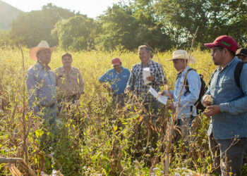 Tecnologías desarrolladas por INIFAP generan derrama económica en el sector agropecuario por mil 600 mdp
