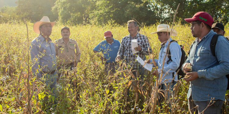 Tecnologías desarrolladas por INIFAP generan derrama económica en el sector agropecuario por mil 600 mdp