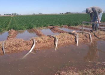 Desarrolla Agricultura plataforma digital que contribuye al ahorro de agua en cultivos de riego