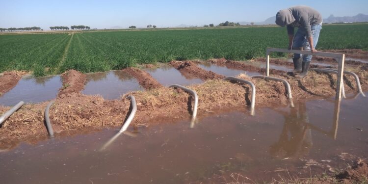Desarrolla Agricultura plataforma digital que contribuye al ahorro de agua en cultivos de riego