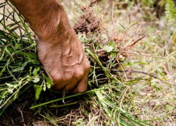 EL CAMPO A 100 DÍAS DEL SUICIDIO AGRÍCOLA SI SE MANTIENE PROHIBICIÓN DEL GLIFOSATO