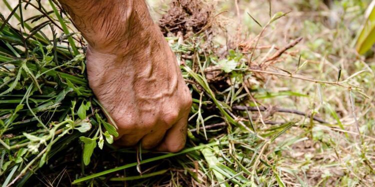 EL CAMPO A 100 DÍAS DEL SUICIDIO AGRÍCOLA SI SE MANTIENE PROHIBICIÓN DEL GLIFOSATO