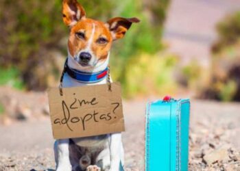 CONVOCA LA SECRETARIA DEL MEDIO AMBIENTE A LA PRIMERA FERIA DE ADOPCIONES DE MASCOTAS