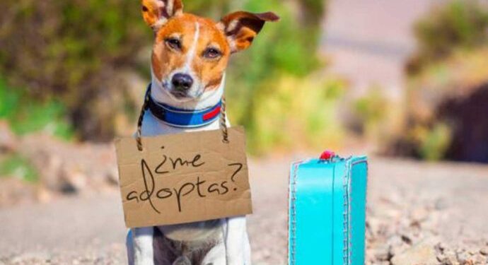 CONVOCA LA SECRETARIA DEL MEDIO AMBIENTE A LA PRIMERA FERIA DE ADOPCIONES DE MASCOTAS