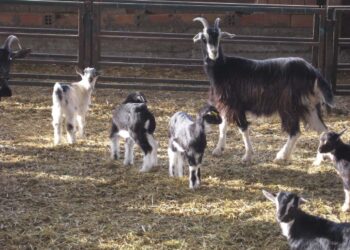 Ejidatarios van con la producción tardía de cabritos para hacerle frente a la crisis económica