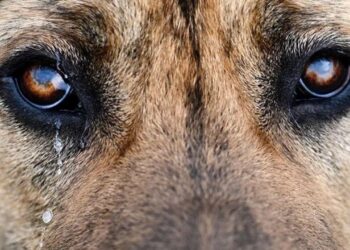 Endurece Coahuila ley contra el que atente contra los seres sintientes