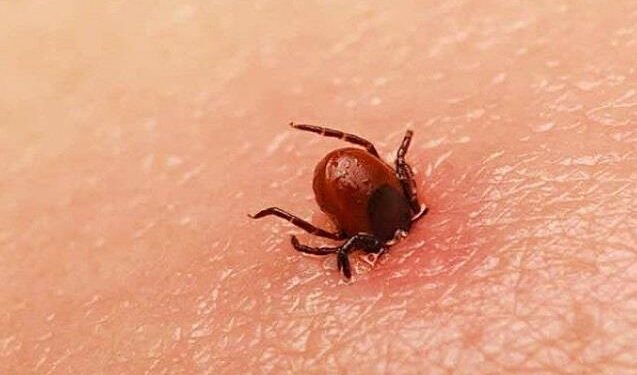 Detectan en EU garrapatas portadoras de fiebre manchada