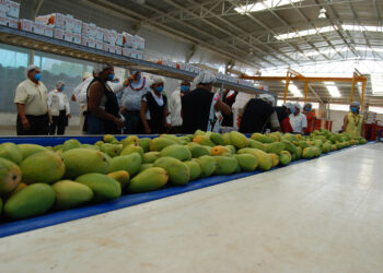 Productores mexicanos baten récord de producción anual de mango en la última década: Agricultura