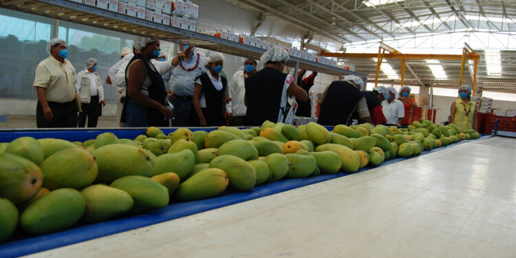 Productores mexicanos baten récord de producción anual de mango en la última década: Agricultura