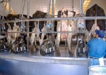 Verifican México y Estados Unidos avances en materia de tuberculosis bovina en ocho entidades