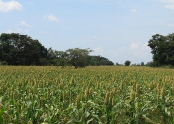 Promueve Agricultura cultivo de mijo como forraje y para atender la sequía y desertificación (Video)