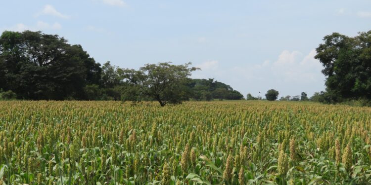 Promueve Agricultura cultivo de mijo como forraje y para atender la sequía y desertificación (Video)