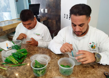 Aplica Agricultura técnicas sustentables para el control de plagas del maíz