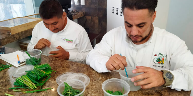 Aplica Agricultura técnicas sustentables para el control de plagas del maíz