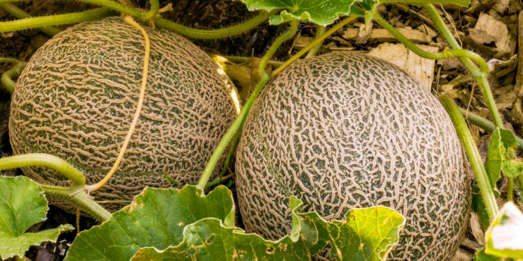 Melón mexicano, un fruto con creciente demanda y producción nacional: Agricultura