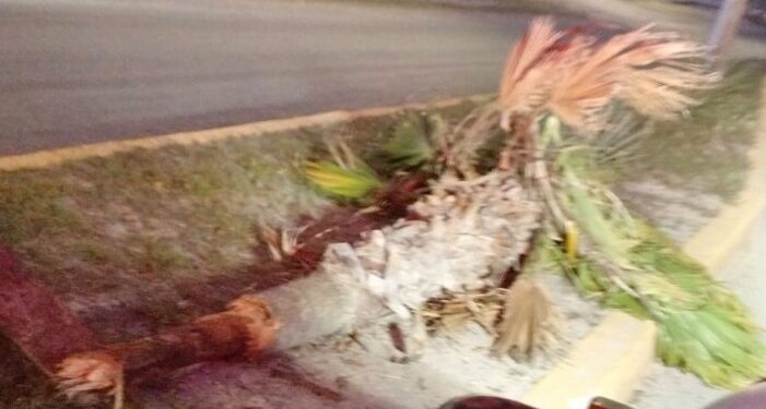 ATENTOS AL LLAMADO DE FAMILIAS SE MANTUVO PROTECCIÓN CIVIL Y BOMBEROS CON ATENCIÓN A MÁS DE 22 LLAMADAS DE AUXILIO