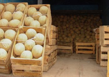 Demuestran análisis de laboratorio ausencia de contaminantes microbiológicos en unidades de producción de melón de Sonora