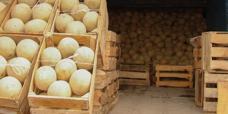 Demuestran análisis de laboratorio ausencia de contaminantes microbiológicos en unidades de producción de melón de Sonora