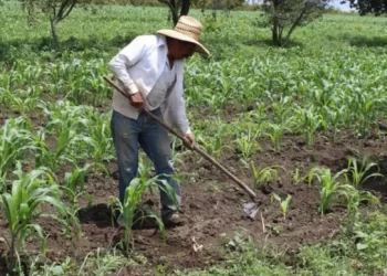 EL APOYO DEL GOBIERNO A ADULTOS MAYORES DEL MEDIO RURAL, NO COMPENSA LA REDUCCIÓN Y DESAPARICIÓN DE PROGRAMAS DEL AGRO